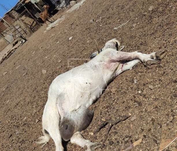 Imagen de una de las cabras atacadas / TA